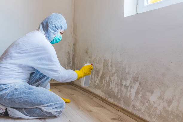 Professional mold removal team in North