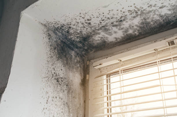 Mold Remediation service in North, North, VA