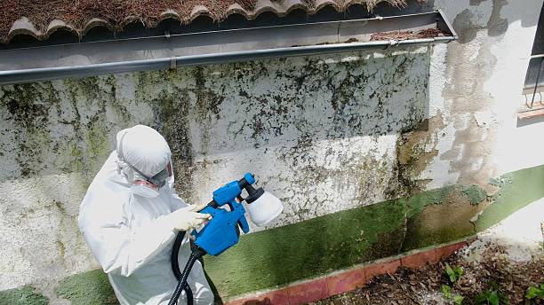 Mold Removal service in North